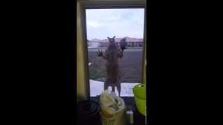 Geoff the Window Smashing Kangaroo [upl. by Rustice]