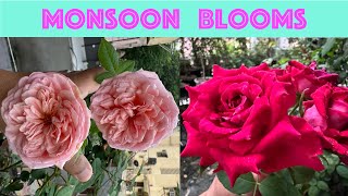 Monsoon Blooms of Roses Part2  David Austin Kordes Meilland Delbard roses and more [upl. by Shiverick]