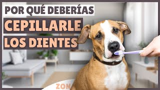 ¿CEPILLAS LOS DIENTES a tu perro 6 razones para HACERLO [upl. by Parhe]