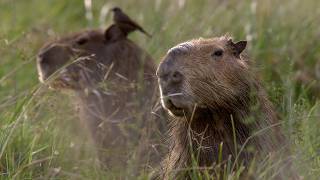 The Beautiful Wildlife of Argentina  Relax With Nature  The Wild Place [upl. by Cloutman]