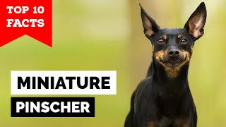 Miniature Pinscher  Top 10 Facts [upl. by Aniuqaoj]