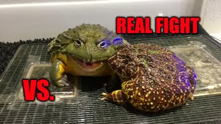 African Bullfrog vs Pacman Frog Fight for real [upl. by Lleznol957]