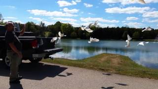 Training my youngest white Doves to fly home [upl. by Tamas]