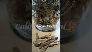 Calamus Root [upl. by Wivina]