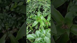 Callisia fragrans What bamboo 甚麼竹 樟樹苗 VID20241111072329 [upl. by Cherice496]