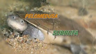 TORTUE DEAU  PELOMEDUSA SUBRUFA  TUTO MUSIQUE 2 [upl. by Reeve]