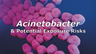 Acinetobacter and Potential Exposure Risks [upl. by Warchaw]