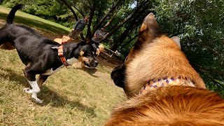 Dominant Pit Bull Mix ATTACKS Belgian Malinois At The Dog Park [upl. by Georgi302]