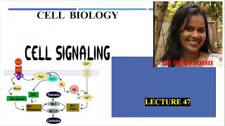 Cell Signaling Lecture47 Cell Biology Mode of Signaling PI3K pathway mTOR pathway [upl. by Niwled35]