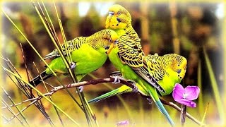 ❀ Joyful Budgerigars [upl. by Anahsek]