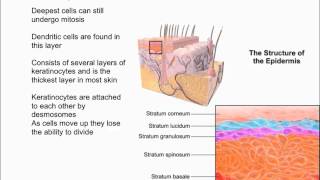 Layers of the Epidermis [upl. by Romie]