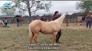 Jurado Laurencio Leal Lobo Cuarto de Milla 2024 [upl. by Cappella724]