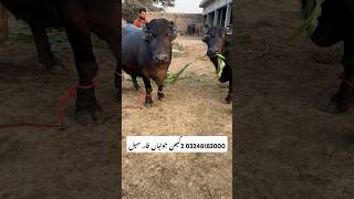 Nili ravi buffalo for sale  03248182000  shorts ytshorts trendingvideo [upl. by Aticilef800]