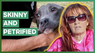 Tia Saves A Pit Bull From A quotDog Graveyardquot  Pit Bulls amp Parolees [upl. by Robillard]