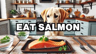 Can Dogs Eat Salmon Explained [upl. by Ahsihat]