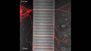 Microfluidics Cell Culture Model [upl. by Prospero]