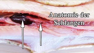 Schlange Anatomie Sektion [upl. by Solange857]