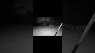 Starting to get Frisky shorts deer backyardcam deerhunting [upl. by Bartholomeus]