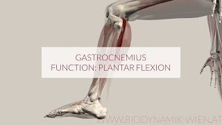 Gastrocnemius Muscle Plantar Flexion 3D Animation [upl. by Ylsew]