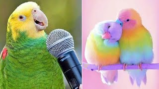 Smart And Funny Parrots Parrot Talking Videos Compilation 2022  Cute Birds 1 [upl. by Sansen]