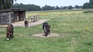 Poitou Esel in Olfen 20140727 [upl. by Lichter58]