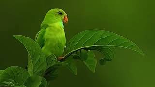 Amazing Parrot Vidio [upl. by Ainerbas]