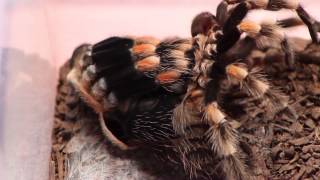 Time lapse tarantula molting B smithi watch in HD [upl. by Lin]