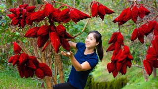 Harvesting Downy myrtle amp Goes To Market Sell  Gardening And Cooking  Lý Tiểu Vân [upl. by Donavon]