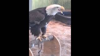 Bald Eagle Lands on Mans Shoulder  ViralHog [upl. by Jobi899]