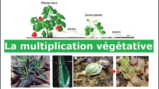 La multiplication végétative [upl. by Towney]