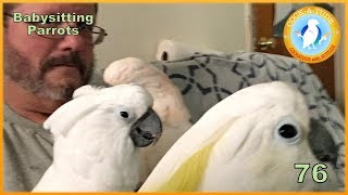 Bird Sitting and Temporary Care  Ep76 Babysitting Parrots  Cockatude Cockatoos with Attitude [upl. by Ishmael]