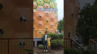 Giant pineapple palawan pineapple bataraza [upl. by Wilburt304]