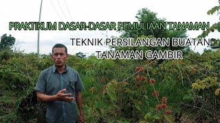 Teknik Persilangan Buatan pada Tanaman Gambir Uncaria Gambir Roxb [upl. by Alysa]