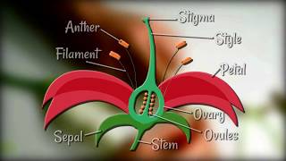 Flower Dissection  Reproduction in flowering plants [upl. by Natlus]