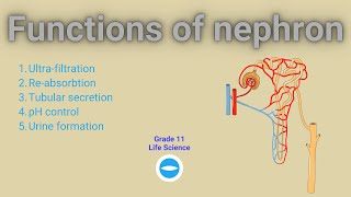 Functions of nephron  Excretion in human  Life science Grade 11 [upl. by Haroun]