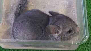 CHINCHILLAS  El baño con arena para las chinchillas ¡Imágenes impresionantes [upl. by Eitsym]