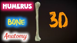 humerus anatomy  humerus anatomy upper extremity [upl. by Gridley]