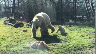 IJsbeertjes in Dierenrijk voor het eerst naar buiten [upl. by Leann632]