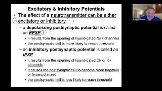 Chemical Synapse EPSP IPSP Neurotransmitter Removal Spatial and Temporal Summation [upl. by Lecroy]