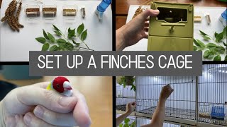 Cage setup for finches  Breeding Cages And How To Set Up [upl. by Adamek]