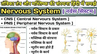 Nervous System in Hindi  CNS Central Nervous System  PNS Peripheral NervousSystem [upl. by Ahsieken]