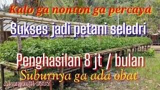 Sukses jadi petani seledri  Sop sekala kecil penghasilan sekitar 8 jt perbulan [upl. by Anabal151]