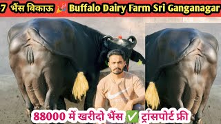 88000 में खरीदो भैंस ✅ ट्रांसपोर्ट फ्री 👌 7 भैंस बिकाऊ दुध 12 से 20 लीटर 🎉 New 7 Buffalo For Sale [upl. by Emanuel]