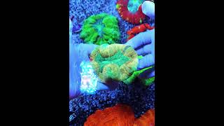 trachyphyllia marineaquarium meerwasseraquaristik saltwateraquarium aquarium [upl. by Atalanta309]