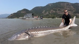 Catch and Cook Sturgeon How to catch giant sturgeon [upl. by Amihsat]