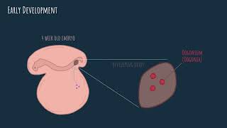 Oogenesis  embryonic development [upl. by Tremml]