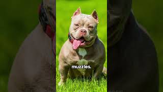 Pitbull vs American Bully  Spotting the Differences [upl. by Parke207]