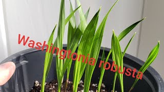 Growing washingtonia robusta from seed [upl. by Racso]