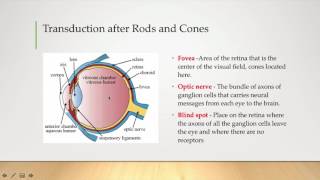 Visual Processing Part 2  Transduction [upl. by Rosmarin]