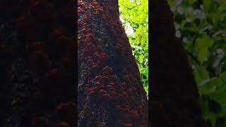 This ancient tree stump got a invasion nature fungus polypore mushroom [upl. by Nadabas]